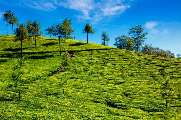 Lush green tea plantations in Munnar, Kerala.
