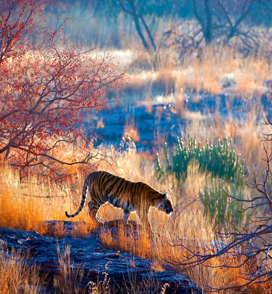 Ranthambore Wildlife Safari